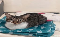 Bengal cats for sale: 1 year old female cat for sale  - Image 1