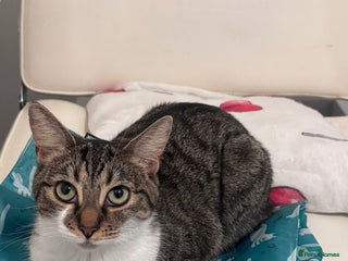 Bengal cats - Advert 30