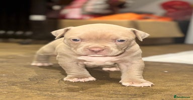 Mixed Breed dogs - Advert 13