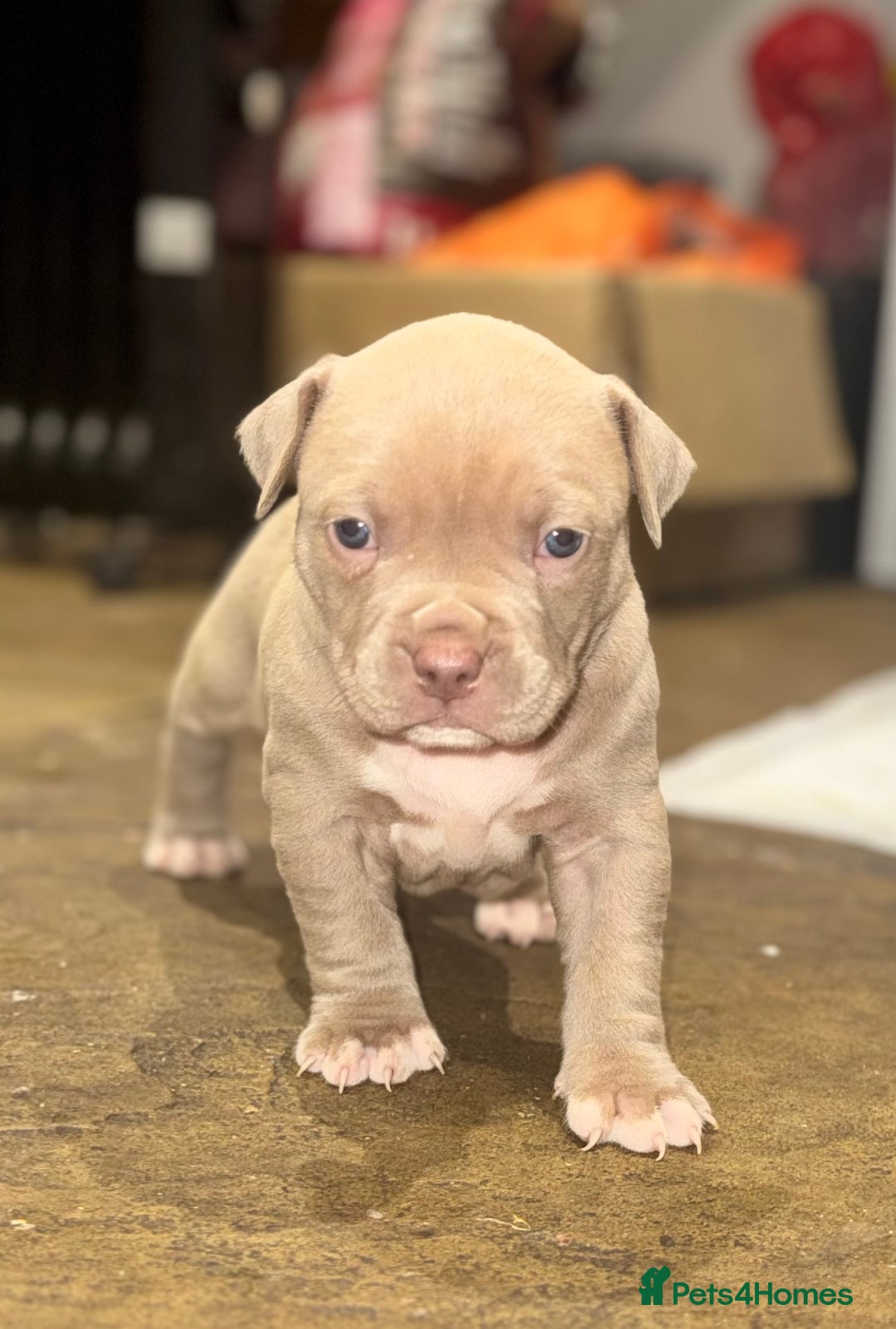 Mixed Breed dogs for sale: Cane Corso Boerboels - Image 3