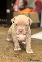 Mixed Breed dogs - Advert 5