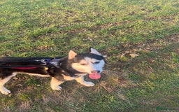 Siberian Husky dogs for sale: Thor  - Image 3