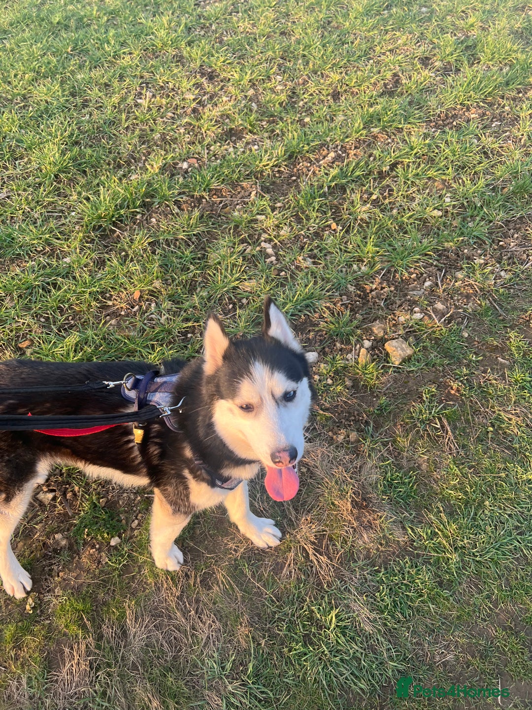 Siberian Husky dogs for sale: Thor  - Image 3