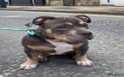 American Bully dogs for sale: Pocket bully for rehome - Image 1