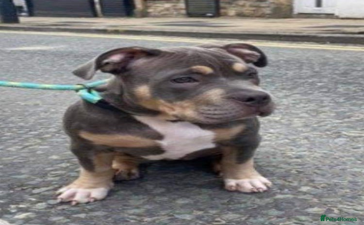 American Bully dogs - Advert 1