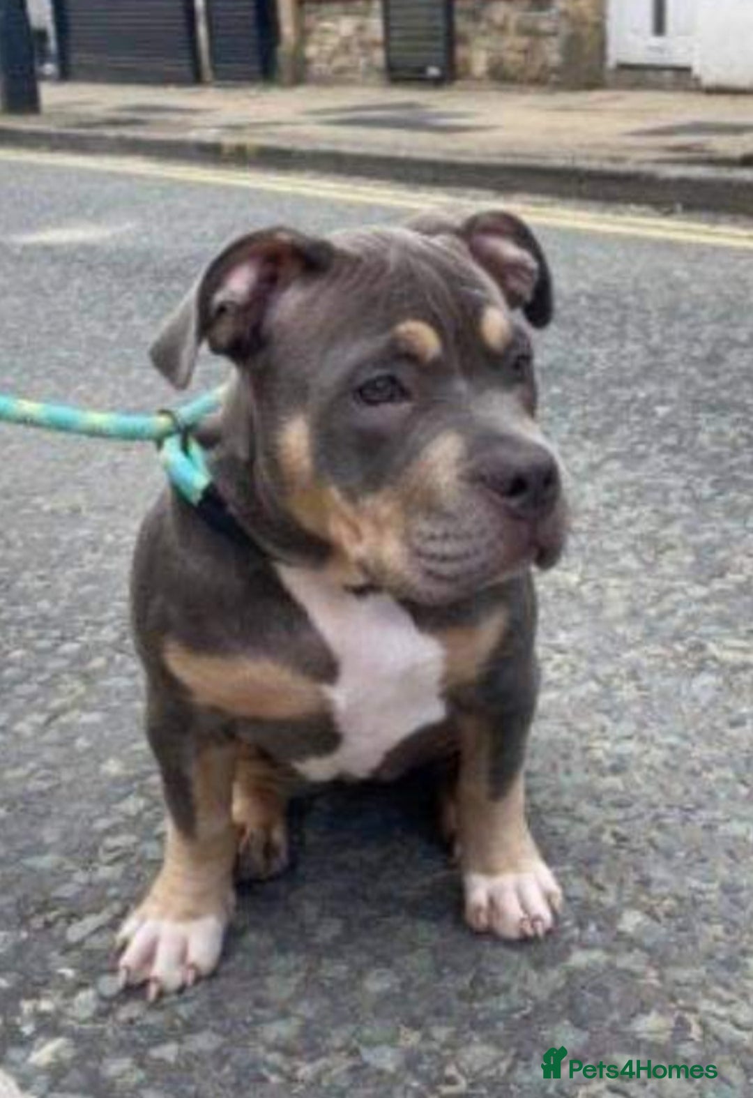 American Bully dogs for sale: Pocket bully for rehome - Image 1