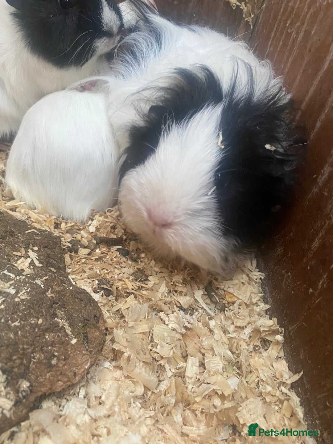 Guinea Pig rodents for sale: Baby guinea pigs - Image 2