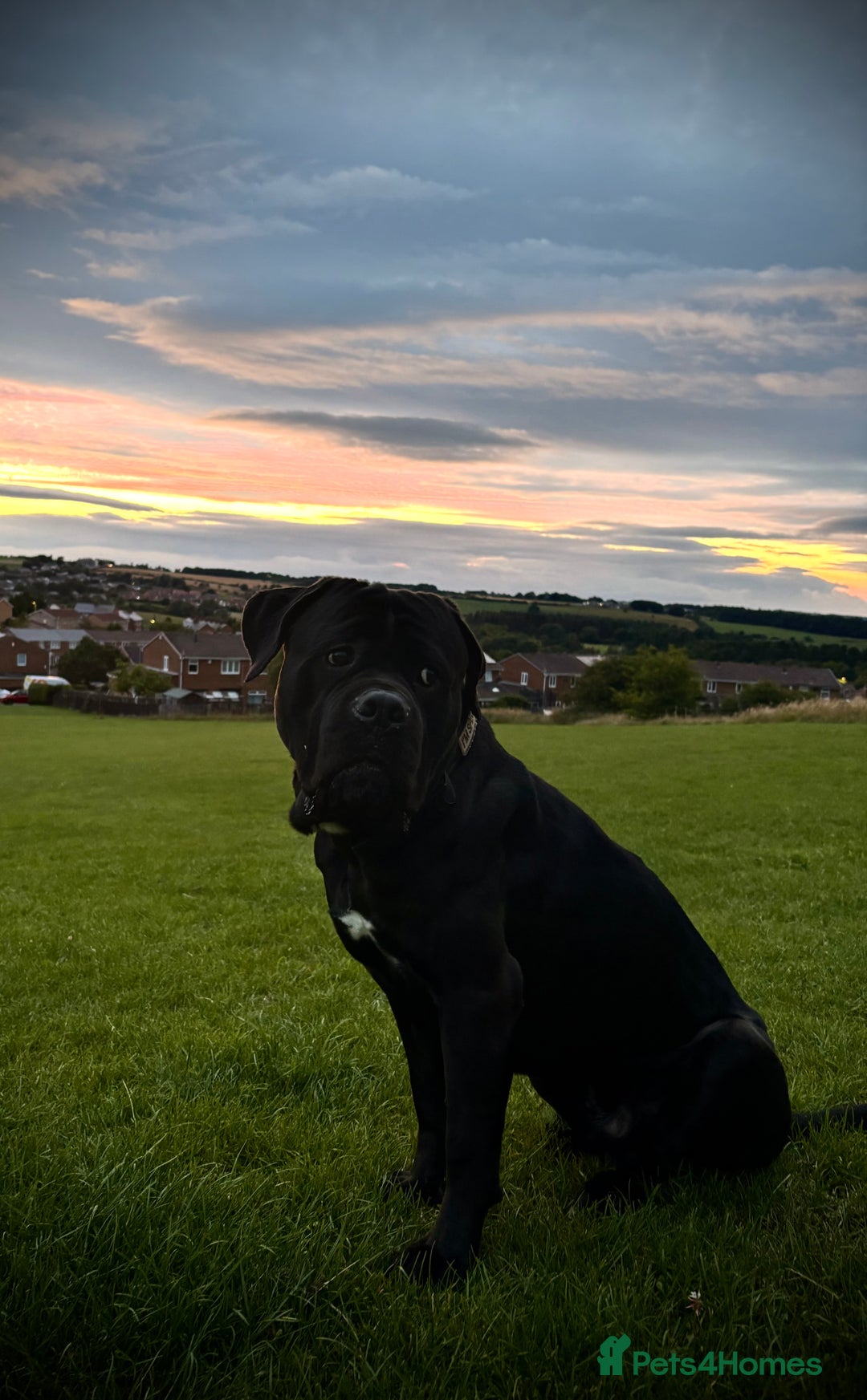 Cane Corso dogs for sale: Cane Corso  - Advert 1