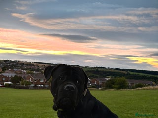 Cane Corso dogs Cane Corso - Advert 2