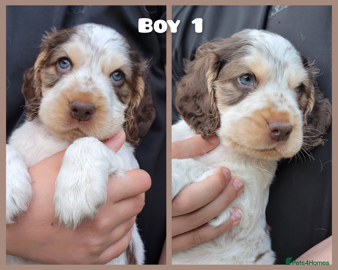 Cocker Spaniel dogs for sale: Blue Roan Tan-Sable Cocker Spaniel– KC bloodline - Image 16