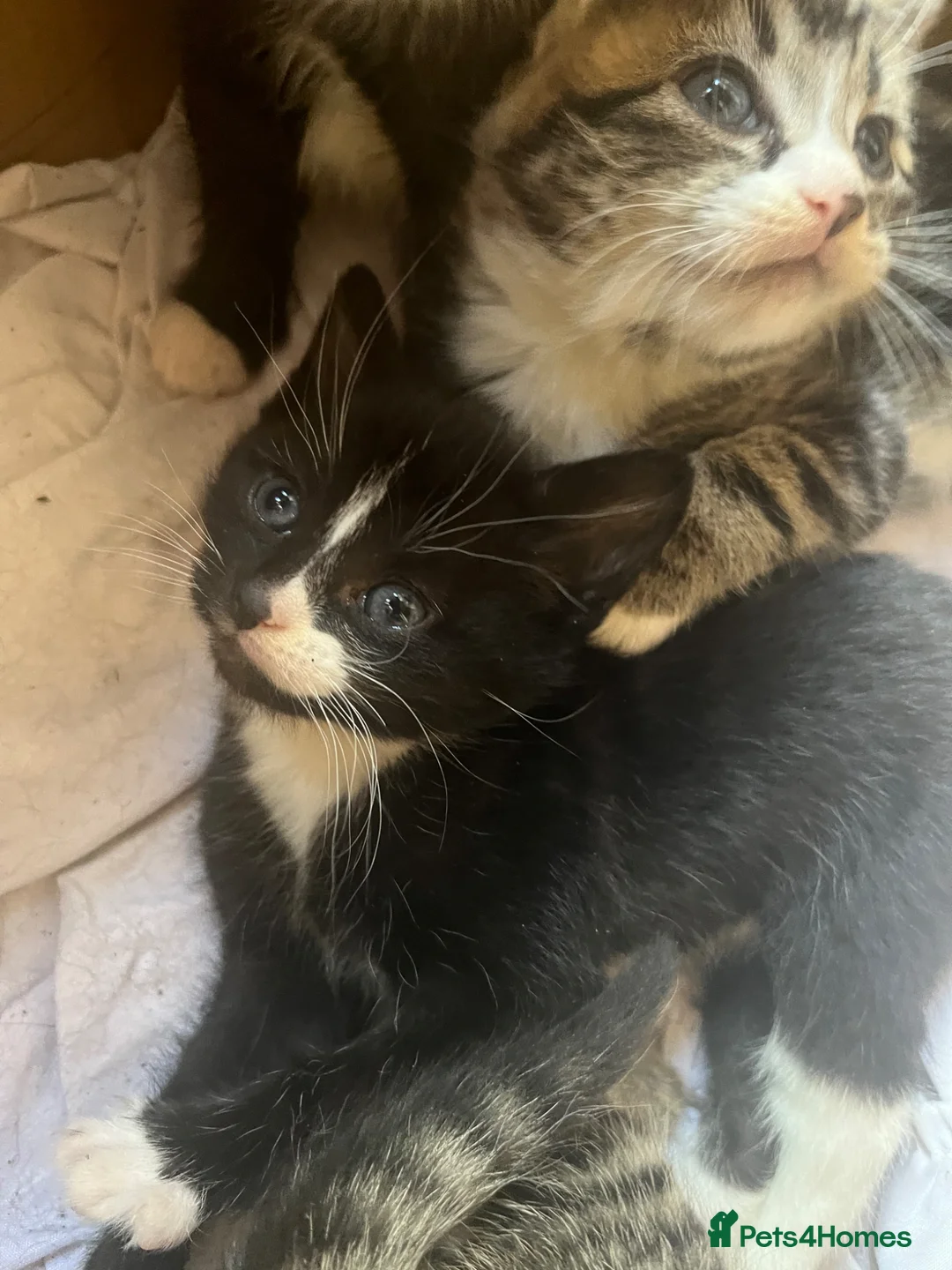 Mixed Breed cats for sale: Maine Coone x British shorthair babies - Advert 5