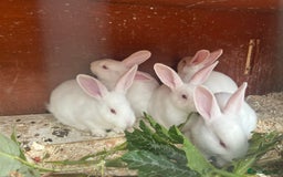 Mixed Breed rabbits for sale: Baby bunnies.  Dwarf x New Zealand - Image 7