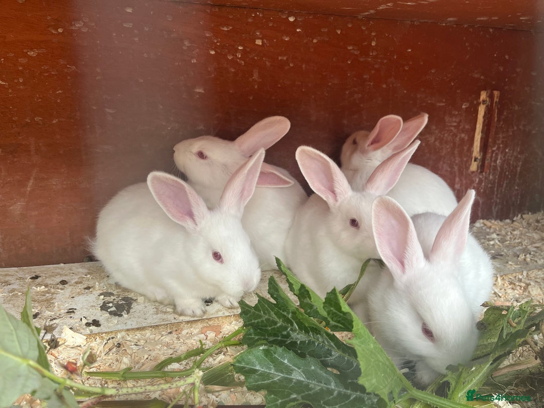 Mixed Breed rabbits for sale: Baby bunnies.  Dwarf x New Zealand - Image 7