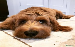 Cockapoo dogs for sale: Red Cockapoo - Image 1