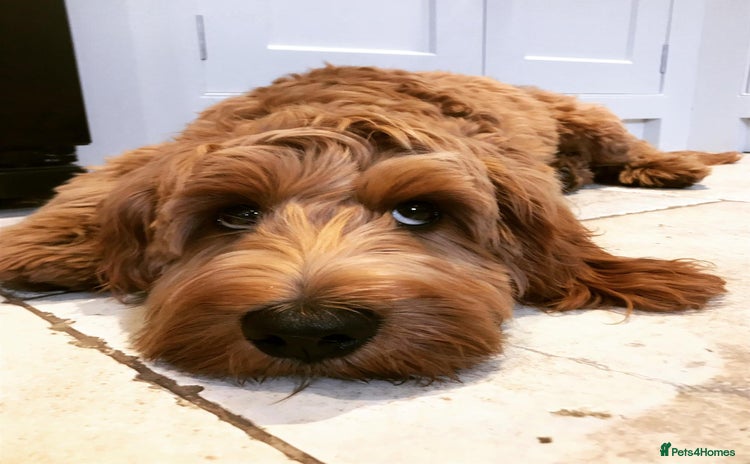 Cockapoo dogs - Advert 8