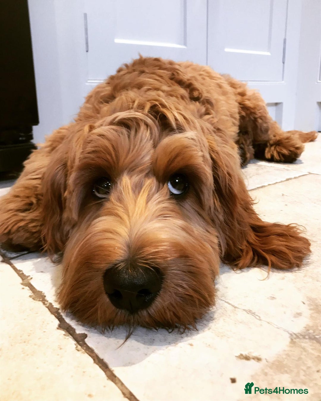 Cockapoo dogs for sale: Red Cockapoo - Image 1