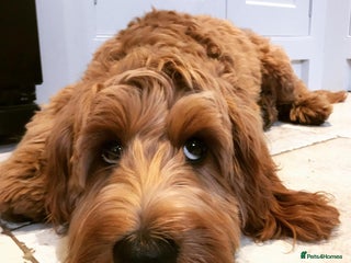 Cockapoo dogs - Advert 3