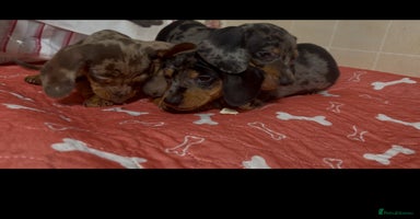 Dachshund dogs - Advert 4