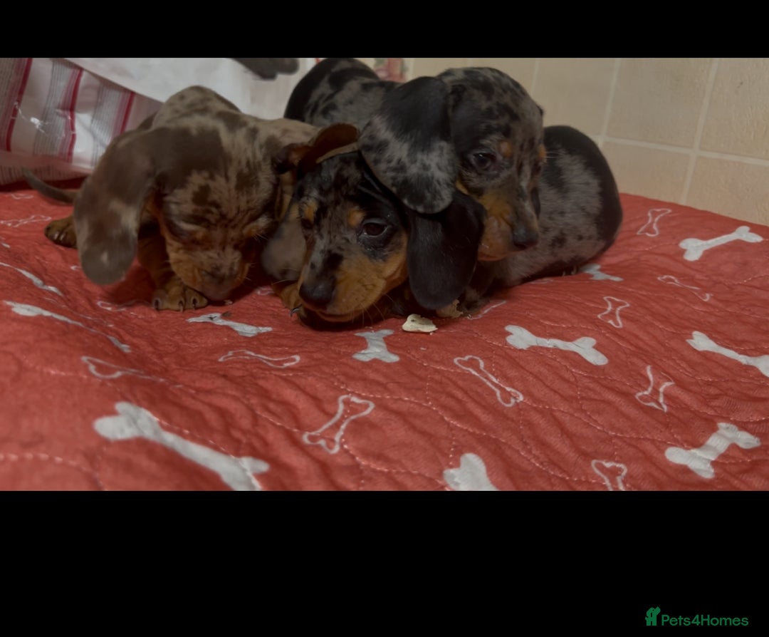 Dachshund dogs for sale: Just one girl left. Ready for her new homes - Advert 5