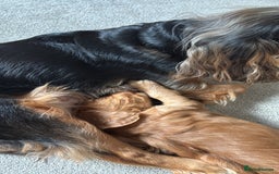Cocker Spaniel dogs for sale: Outstanding FN clear kc reg cocker spaniel puppies - Image 34