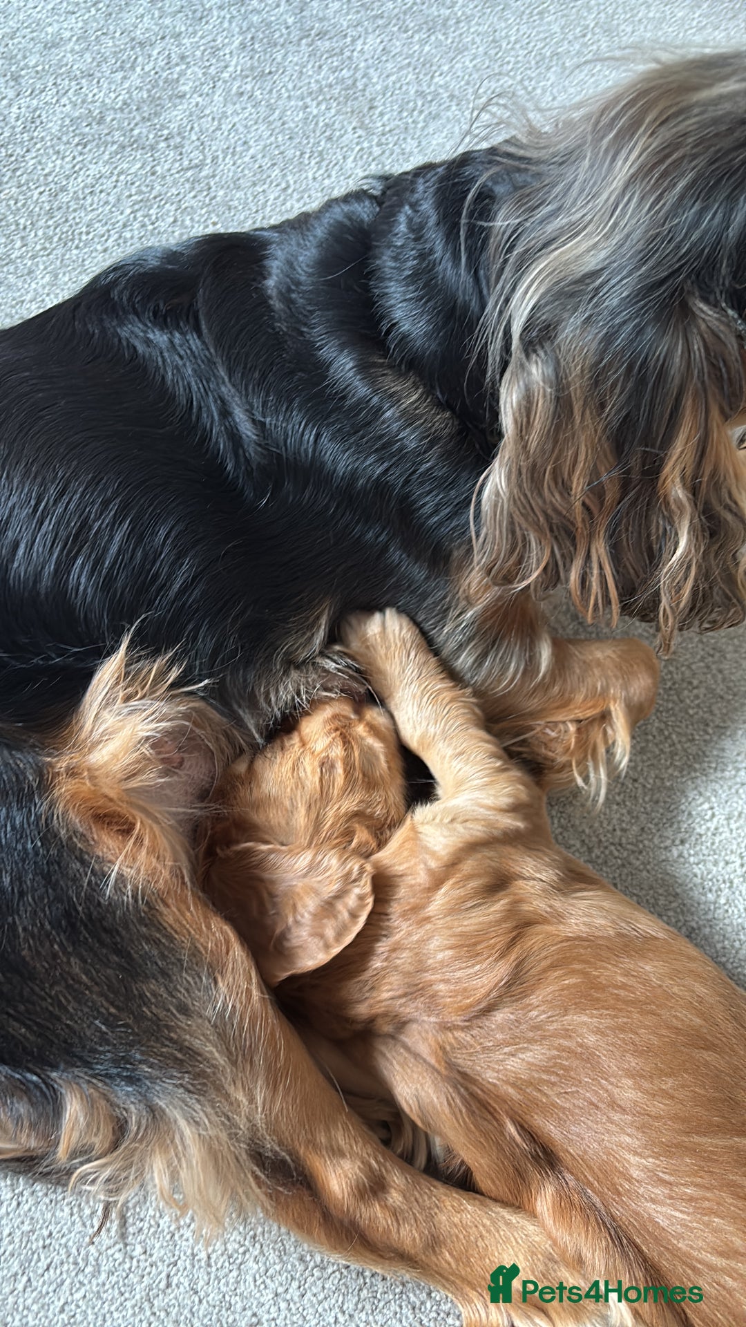 Cocker Spaniel dogs for sale: Outstanding FN clear kc reg cocker spaniel puppies - Image 34