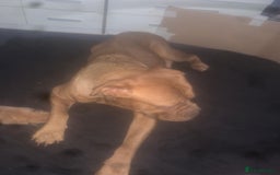 Dogue De Bordeaux dogs for sale: Beautiful dog de Bordeaux puppies full breads  - Image 7