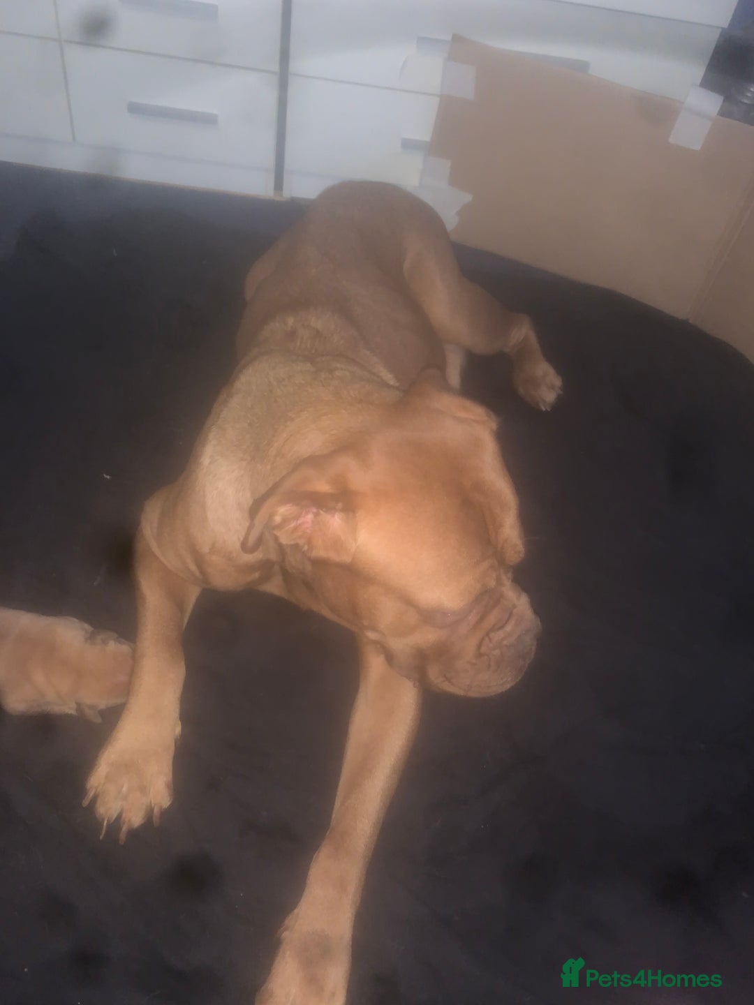 Dogue De Bordeaux dogs for sale: Beautiful dog de Bordeaux puppies full breads  - Image 7
