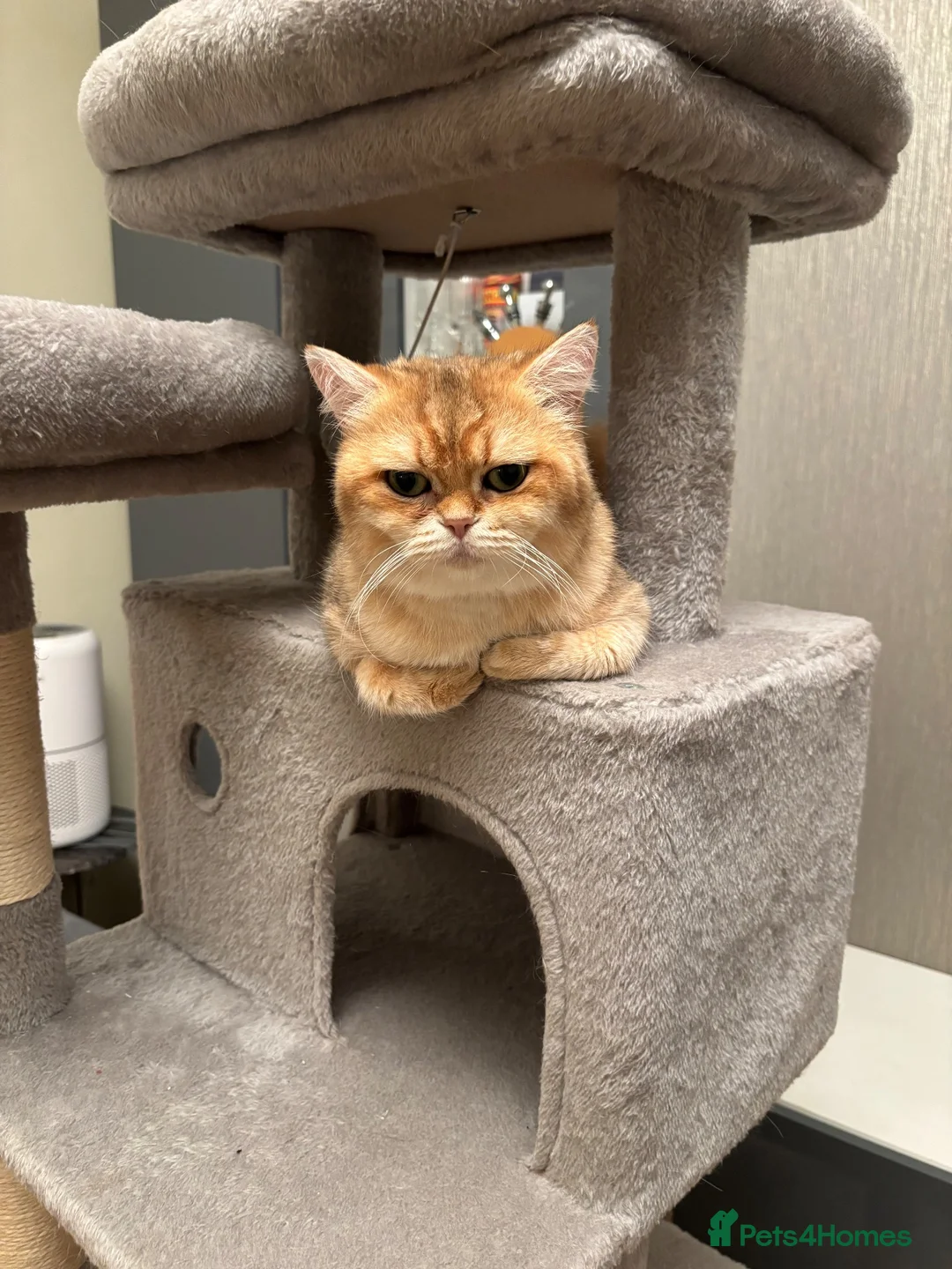 British Shorthair cats for sale: Black Golden Shaded British Shorthair  - Advert 2