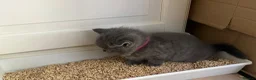 British Shorthair cats for sale: British shorthair mix with Ragdoll in Lincoln - Advert 35