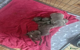 French Bulldog dogs for sale: Miss katie - Image 6