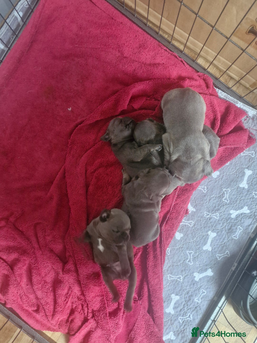 French Bulldog dogs for sale: Miss katie - Image 6