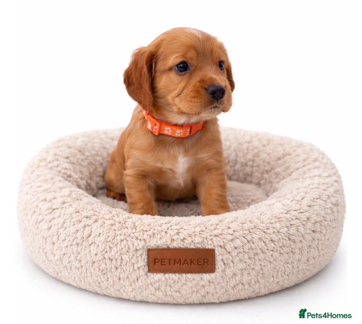 Cocker Spaniel dogs Beautiful KC Reg. Working Cocker Spaniels  - Advert 1