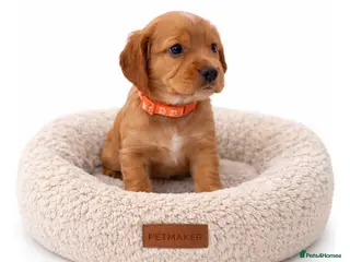 Cocker Spaniel dogs Beautiful KC Reg. Working Cocker Spaniels - Advert 1