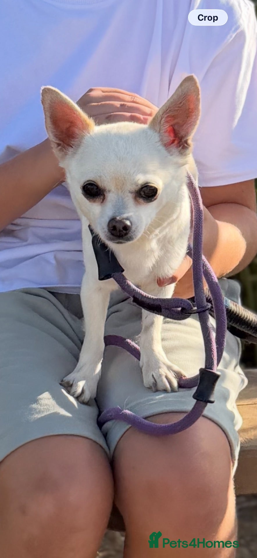 Chihuahua dogs 7 year old chihuahua  - Advert 1