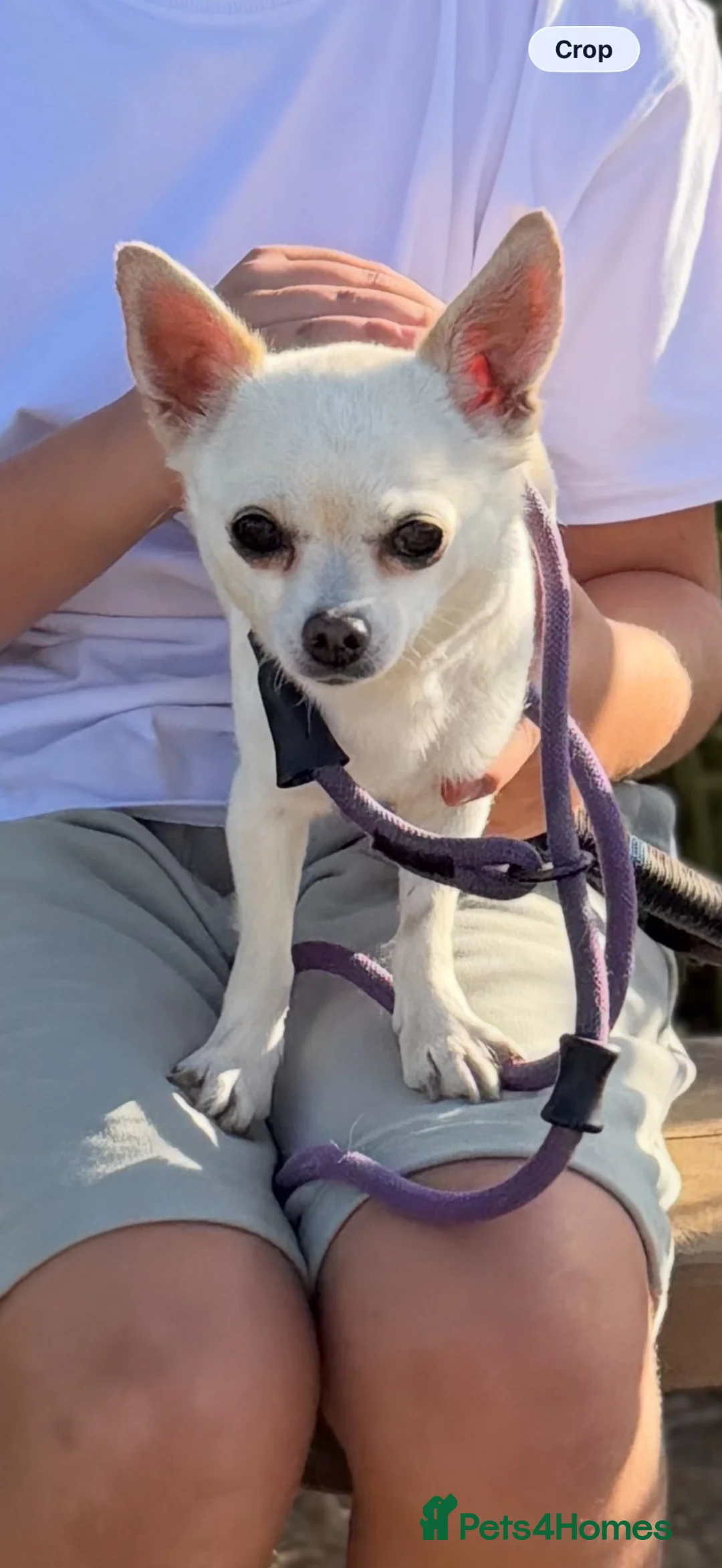 Chihuahua dogs for sale: 7 year old chihuahua  - Advert 1