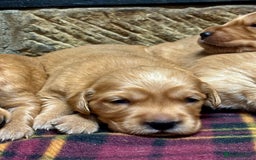 Golden Retriever dogs for sale: Gorgeous KC Golden Retriever Puppies  - Image 5