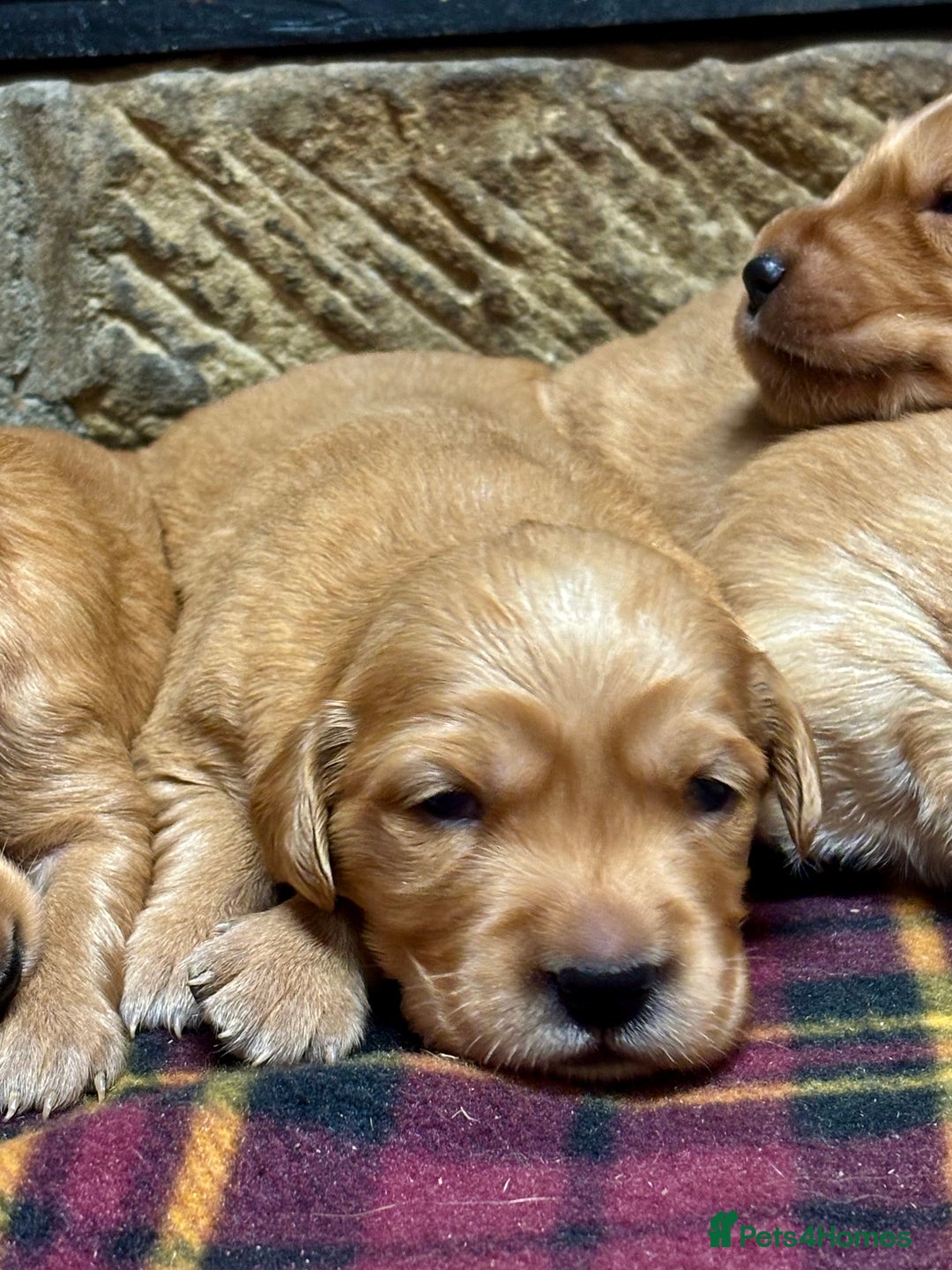 Golden Retriever dogs for sale: Gorgeous KC Golden Retriever Puppies  - Image 5