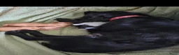 Sprocker dogs for sale: Sprocker Spaniels  - Advert 3