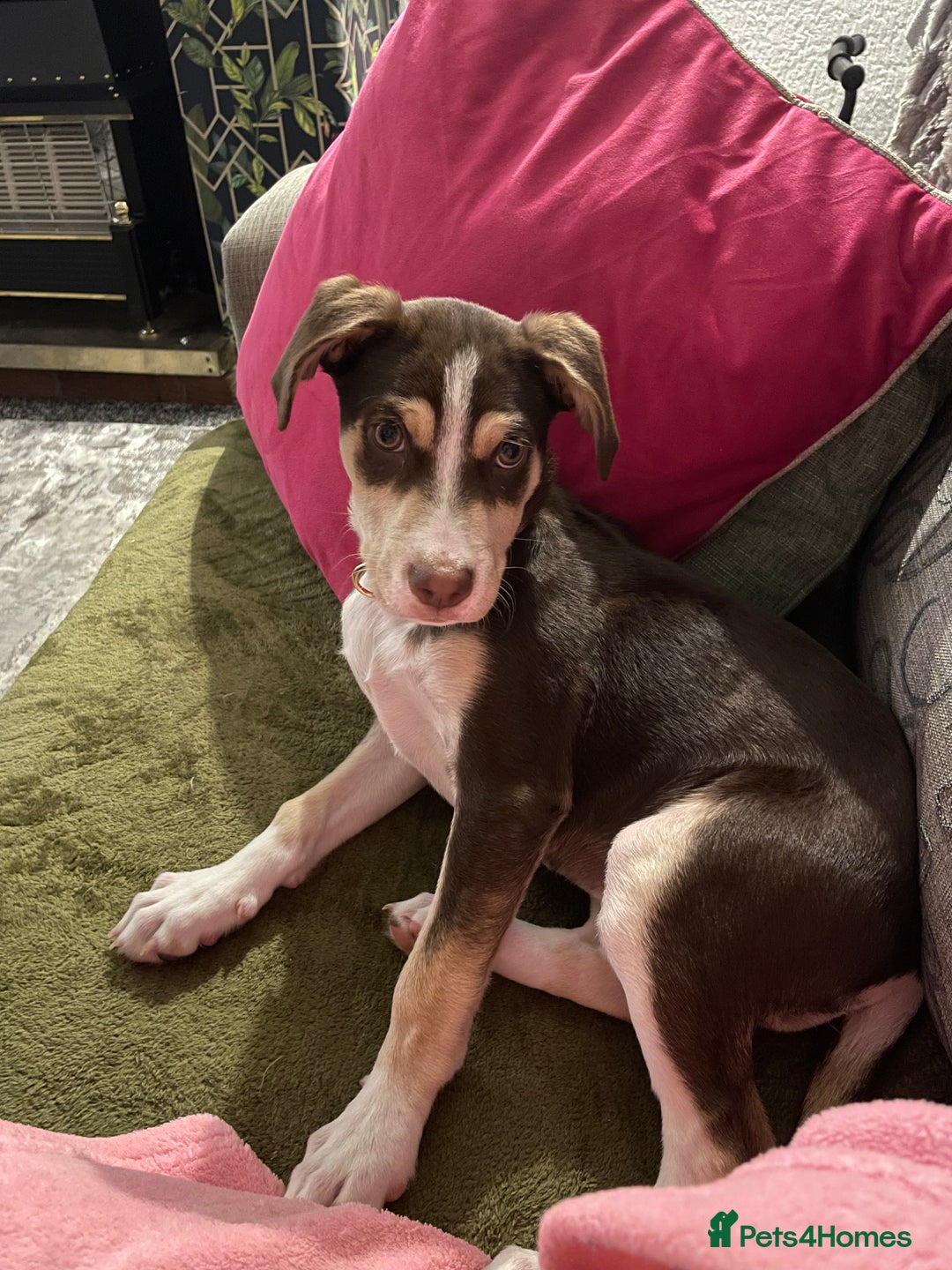 Mixed Breed dogs for sale: CeCe  - Image 4