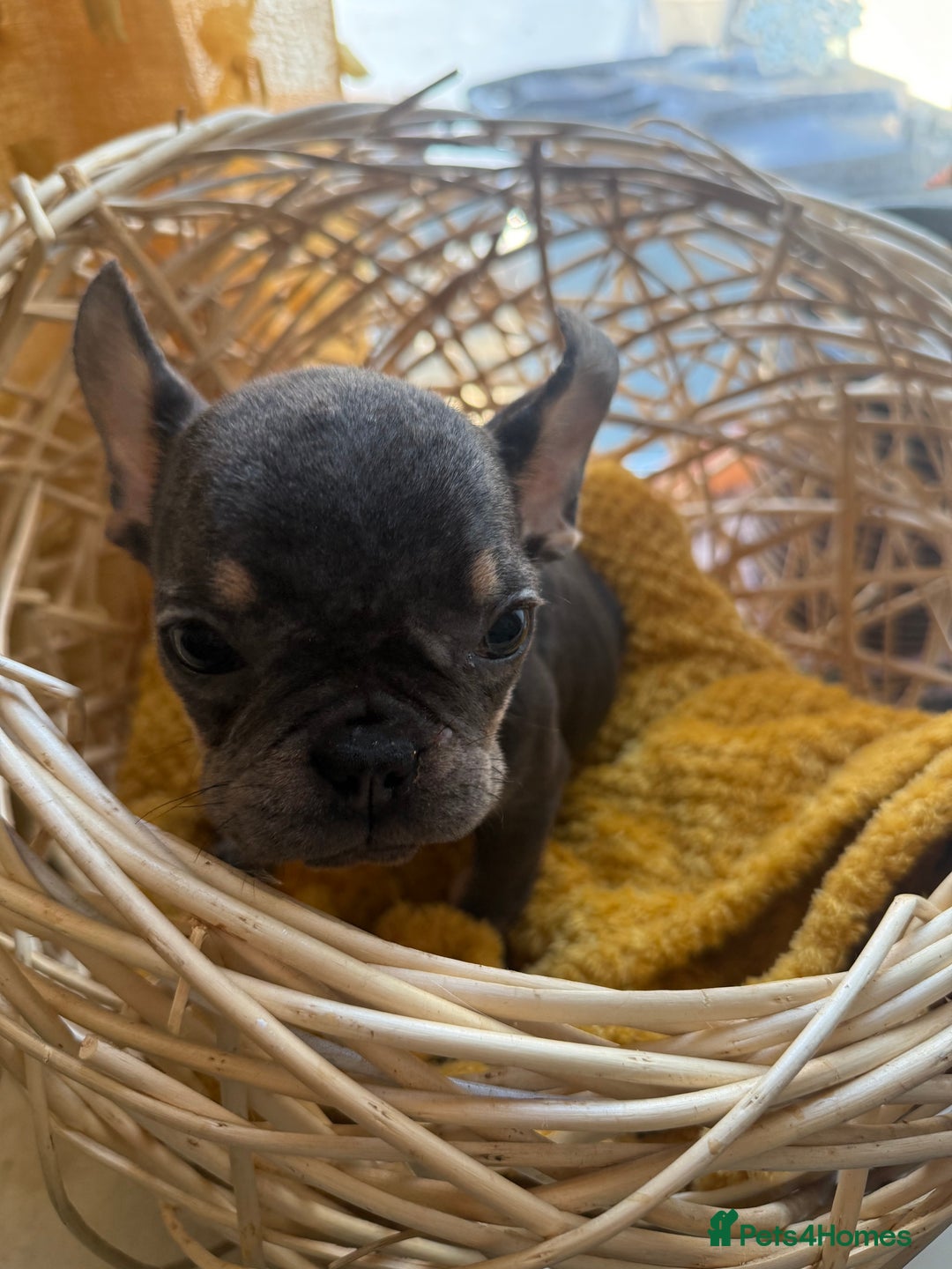 French Bulldog dogs for sale: Beautiful litter of French bulldog puppies  - Image 9
