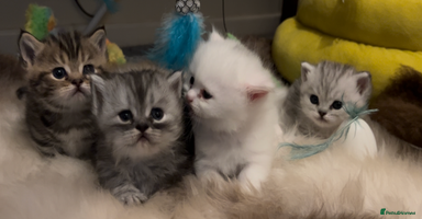 Munchkin cats - Advert 4
