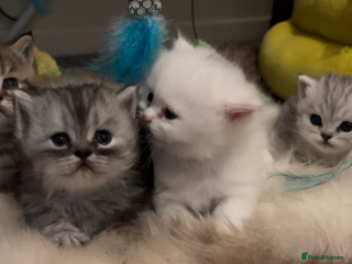 Munchkin cats - Advert 2