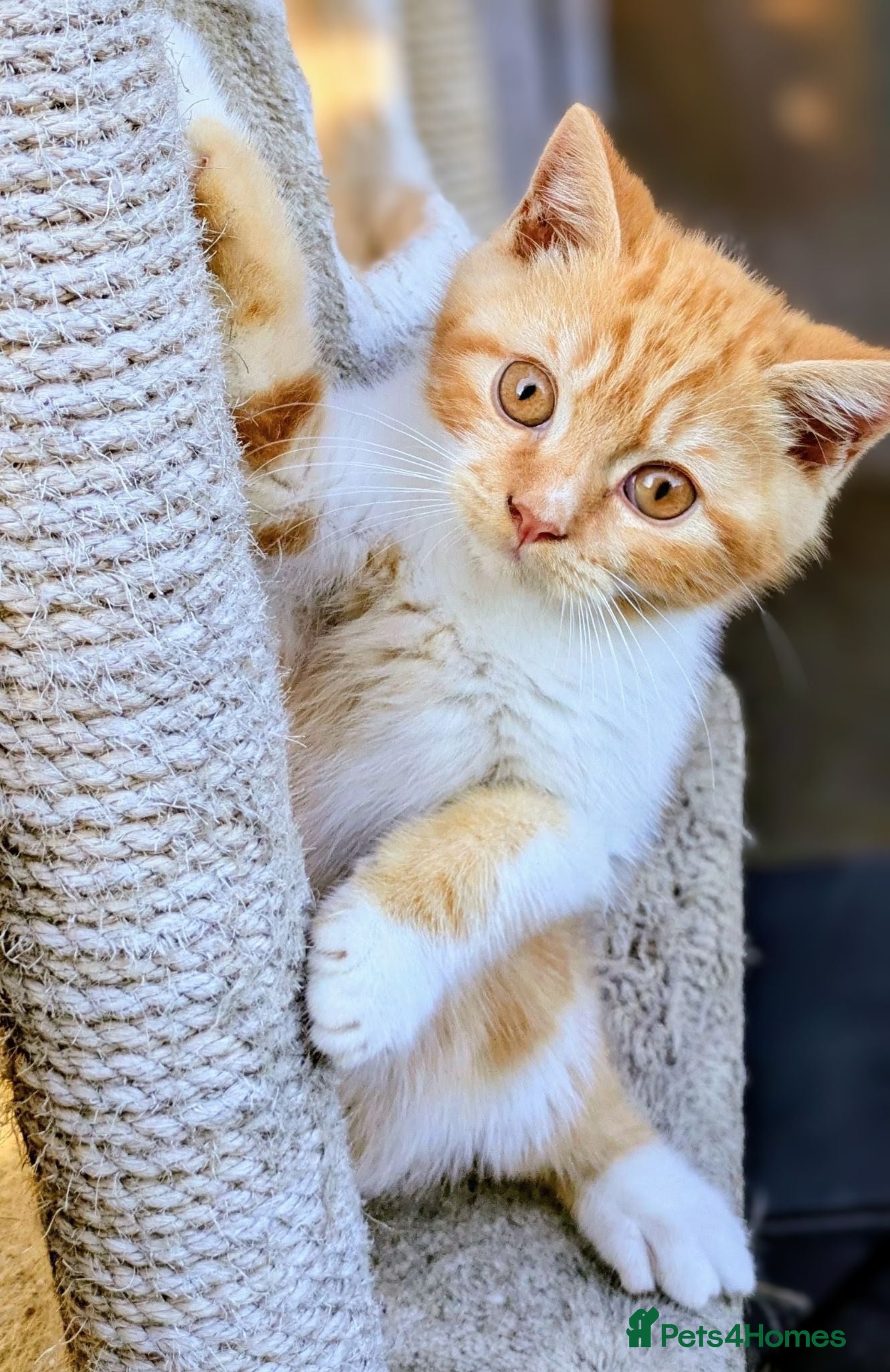 British Shorthair cats Gorgeous British shorthair kittens  - Advert 1