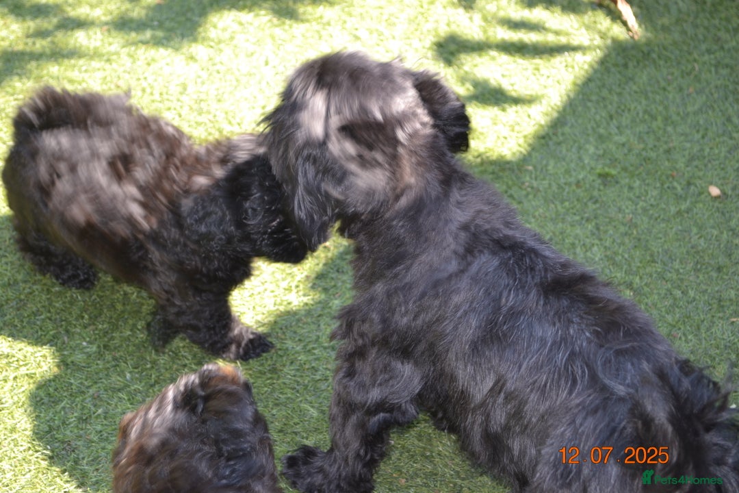 Shihpoo dogs for sale: rare black shipoos - Image 30