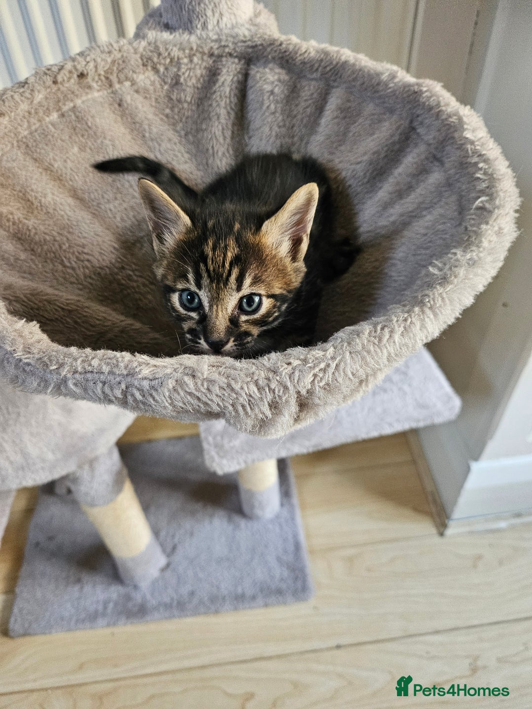 Savannah cats for sale: Beautiful Savannah cross kittens for sale - Advert 12