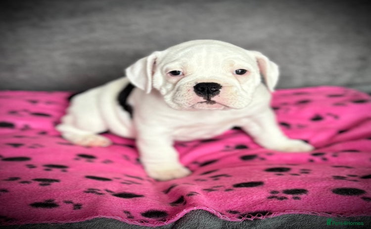 Old Tyme Bulldog dogs - Advert 1