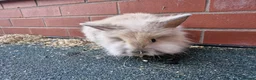 Lionhead rabbits for sale: Lionhead rabbit in Rochdale - Advert 5