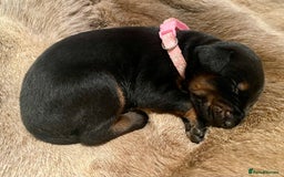 Dobermann dogs for sale: KC REGISTERED HEALTH TESTED DOBERMAN PUPS - Image 39