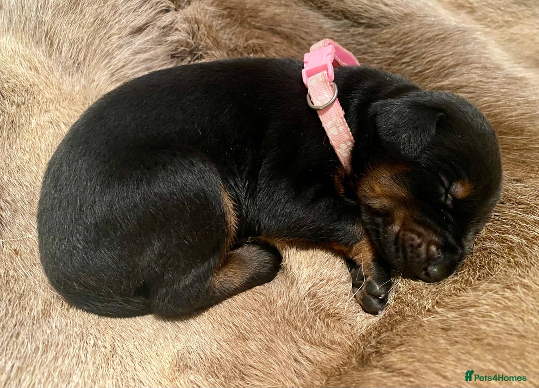 Dobermann dogs for sale: KC REGISTERED HEALTH TESTED DOBERMAN PUPS - Image 39