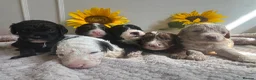 Cavapoo dogs for sale: DNA health tested Miniature Cavapoos 🌸  - Advert 14